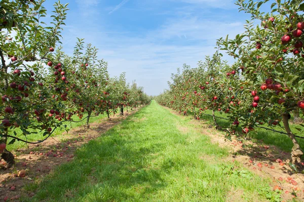 Manzanos cargados de manzanas — Foto de Stock