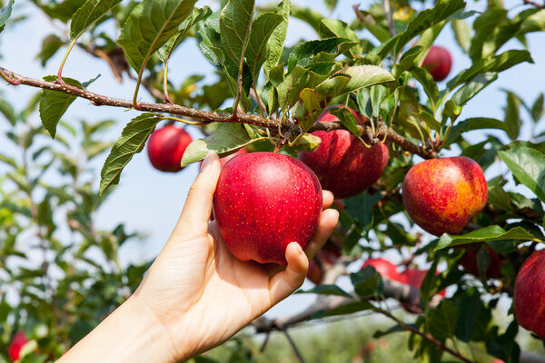 Picking an apple