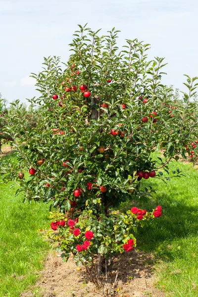 Manzanos cargados de manzanas —  Fotos de Stock