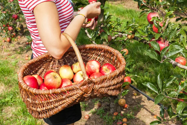 Donna nel frutteto di mele — Foto Stock