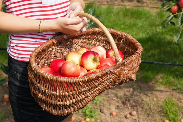 Kobieta w sadzie jabłkowym — Zdjęcie stockowe
