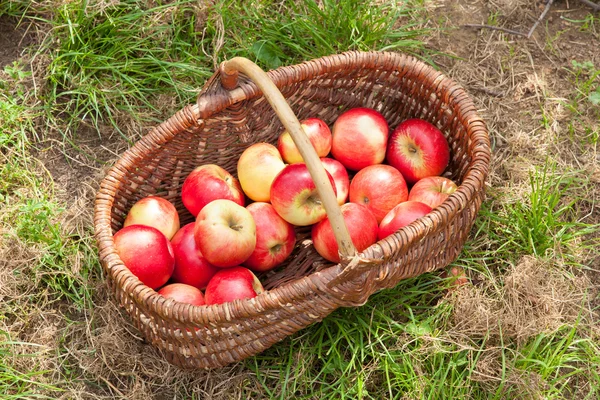 Pommes dans le panier — Photo