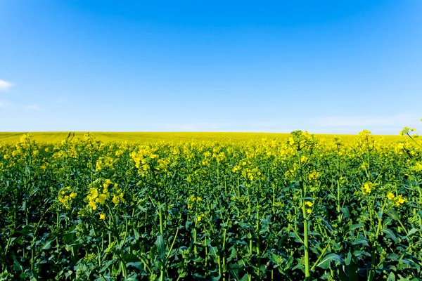 Campos em flor — Fotografia de Stock