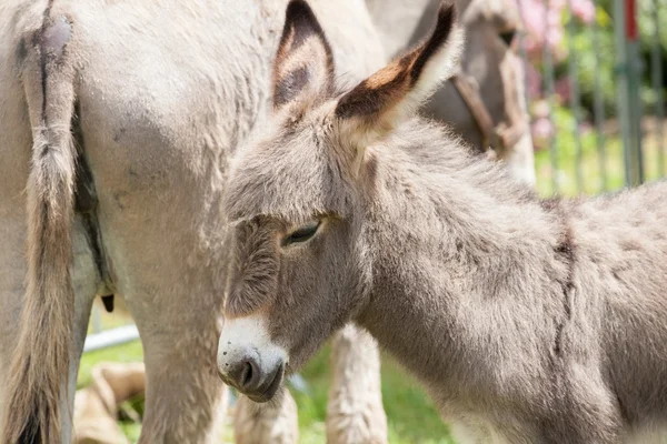 Little donkey — Stock Photo, Image