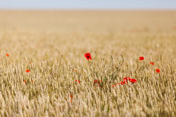 Poppies in a field — Stock Photo, Image