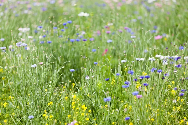 Blomma äng — Stockfoto