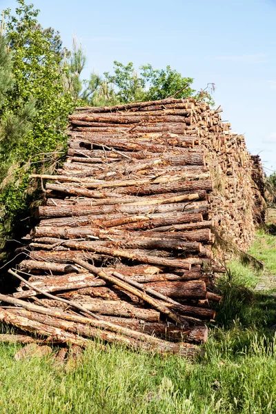 Pile of pine tree trunks — Stock Photo, Image