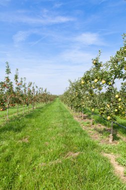 elma ağaçlarının elma ile yüklü
