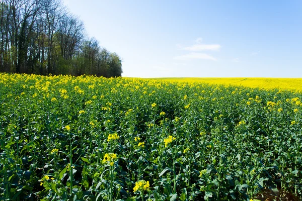 Campos em flor — Fotografia de Stock