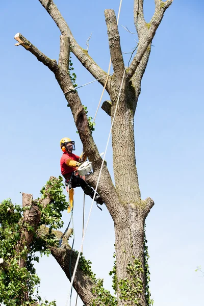 Arborist cutting a tree — Stock Photo, Image