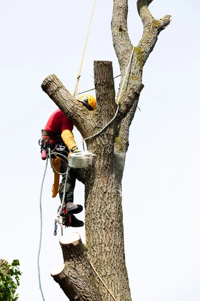 Boomkweker snijden een boom — Stockfoto