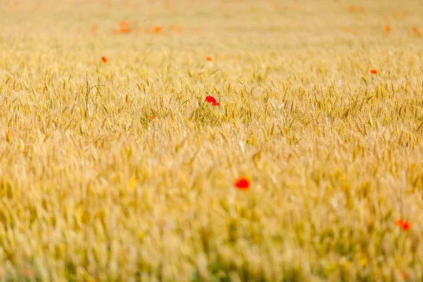 Amapolas en un campo —  Fotos de Stock