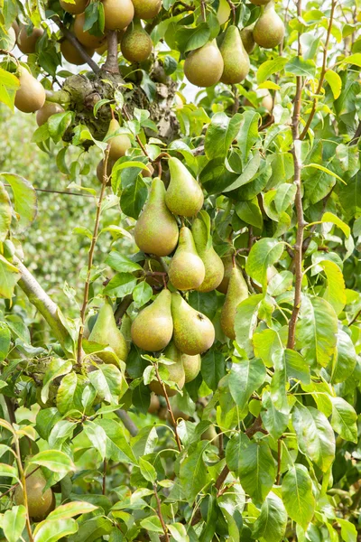 Birnbäume beladen mit Früchten — Stockfoto