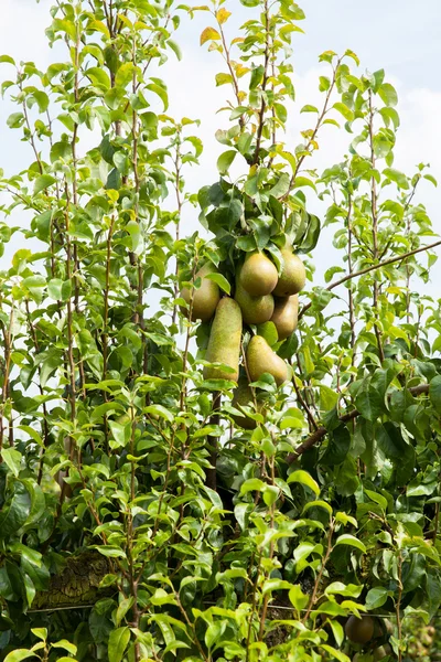 Birnbäume beladen mit Früchten — Stockfoto