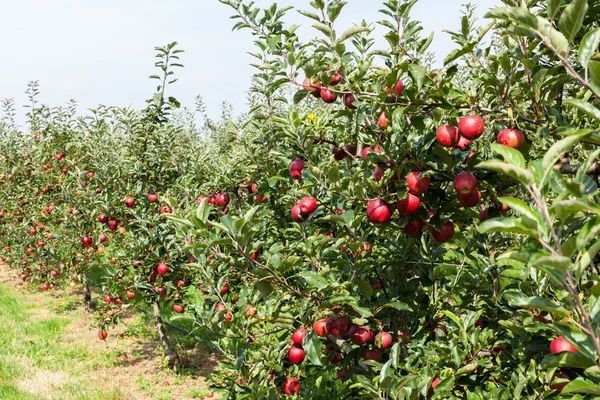 Árvores de maçã carregadas com maçãs — Fotografia de Stock