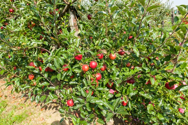 Manzanos cargados de manzanas —  Fotos de Stock