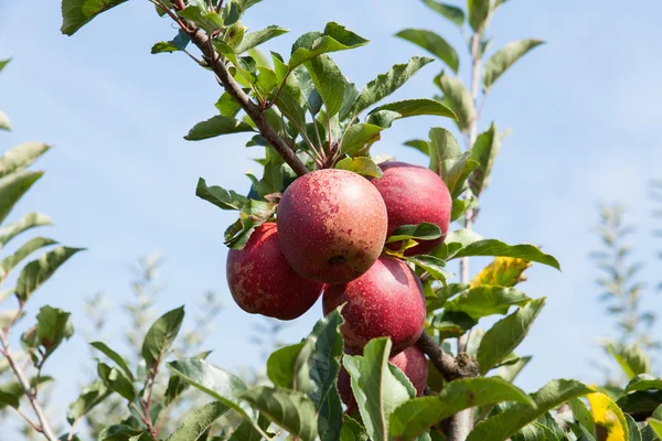 Apple trees loaded with apples — Stock Photo, Image