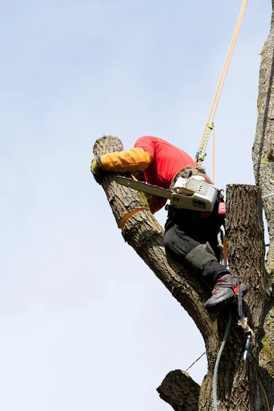 Bir ağaç kesme arborist — Stok fotoğraf