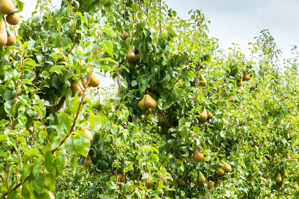 PEAR bomen beladen met vruchten — Stockfoto