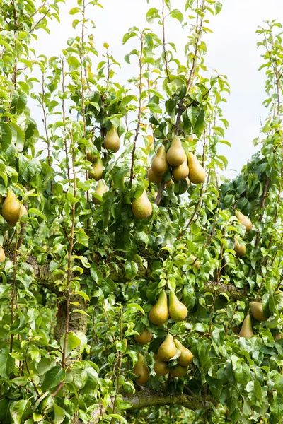 PEAR bomen met fruit — Stockfoto