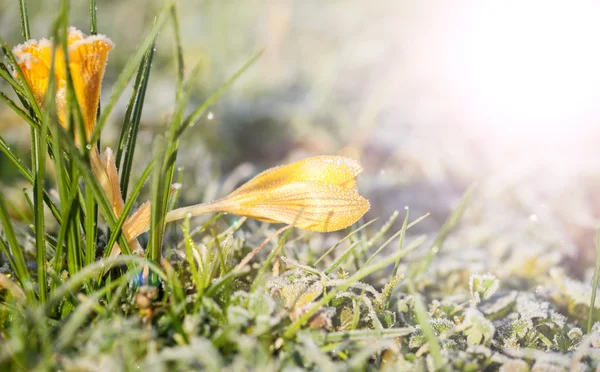 Krokusgelb — Stockfoto