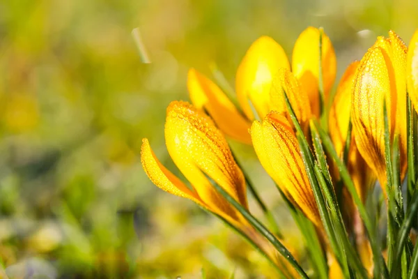 Crocus yellow — Stock Photo, Image