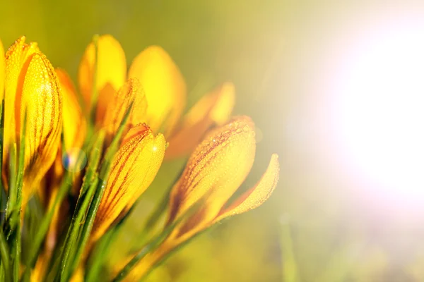 Crocus yellow — Stock Photo, Image