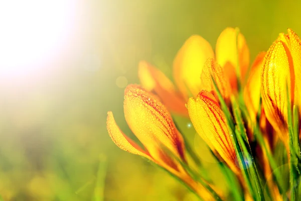 Crocus yellow — Stock Photo, Image