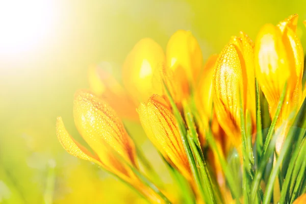 Crocus yellow — Stock Photo, Image