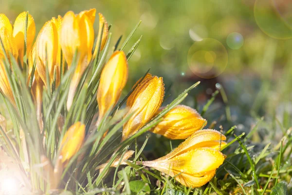 Krokus geel — Stockfoto