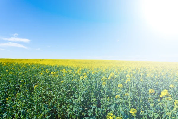 Campos de estupro em flor — Fotografia de Stock