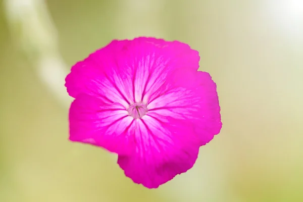 Campion Rosa Floreciente —  Fotos de Stock