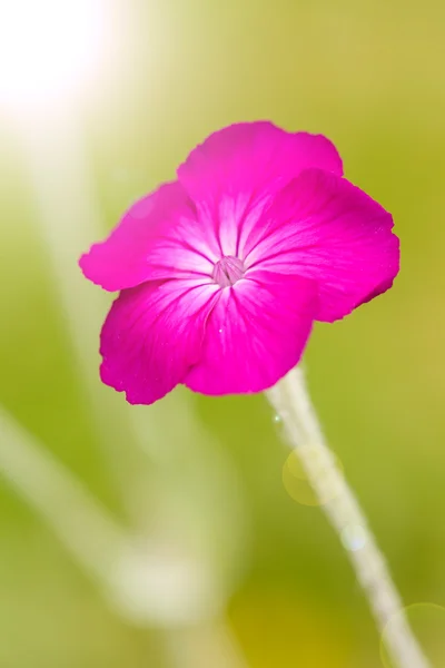 Floraison Rose campion — Photo