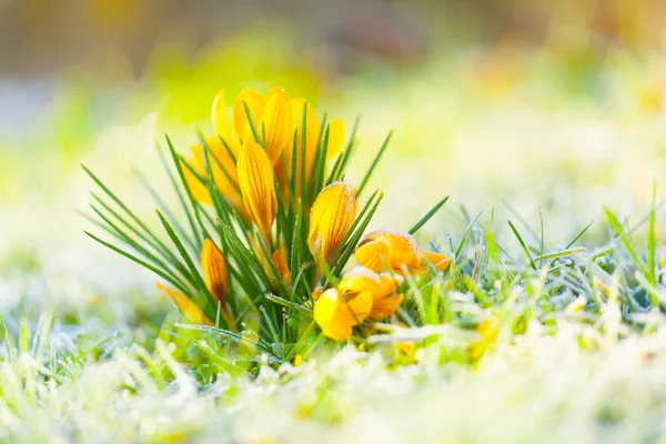 Çiğdem frost sarı