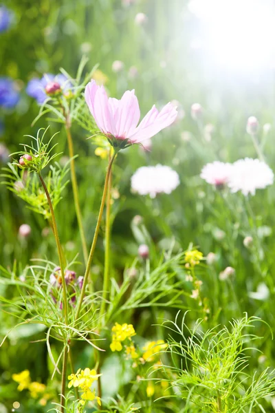 Sommerblumenwiese — Stockfoto