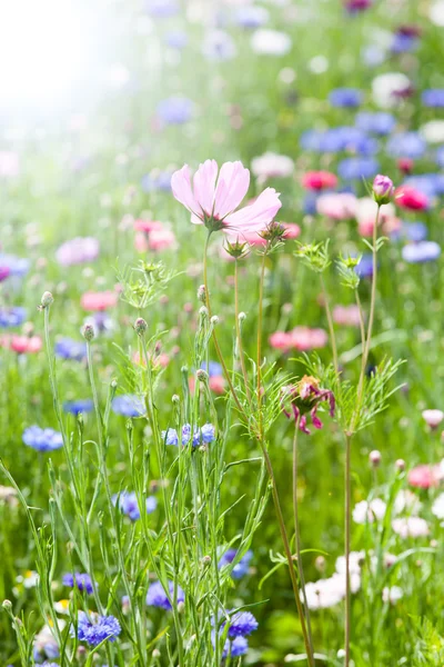 Zomer bloem weide — Stockfoto