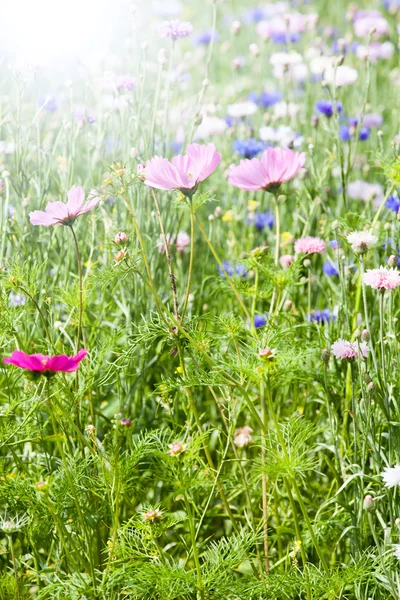 Zomer bloem weide — Stockfoto