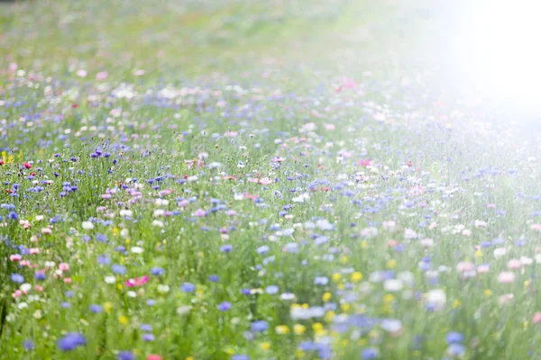 Pradera de flores de verano —  Fotos de Stock