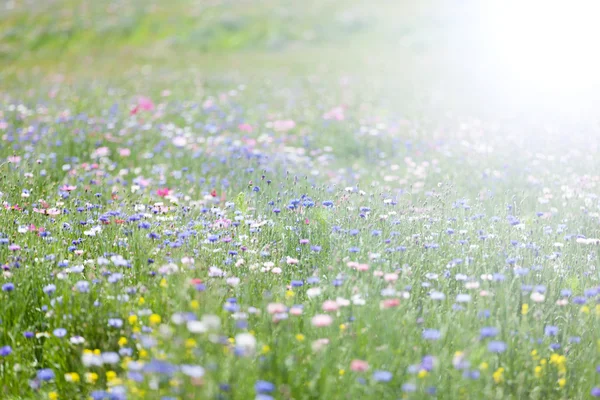 Zomer bloem weide — Stockfoto