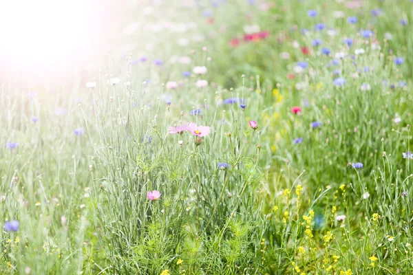 Летний цветочный луг — стоковое фото