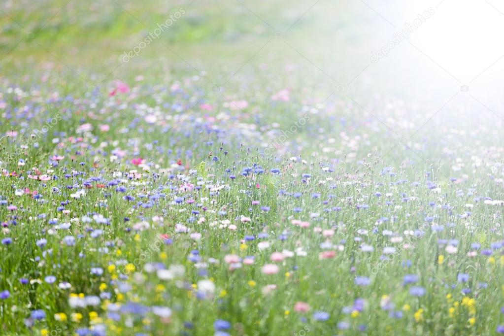 Summer flower meadow