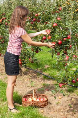 Kadın elma bahçesi