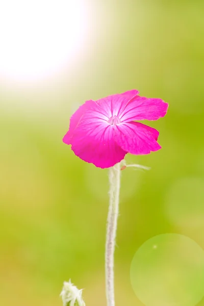 Lychnis coronaria rose — Stock Photo, Image