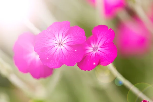 Lychnis coronaria rose — Fotografie, imagine de stoc