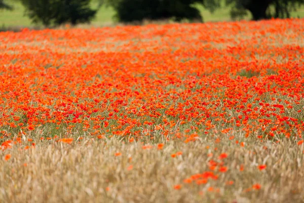 Coquelicots dans un champ de blé — Photo