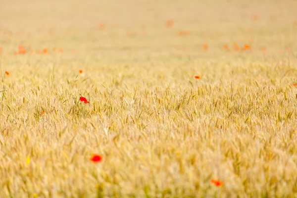 Poppies in wheat field — Stock Photo, Image