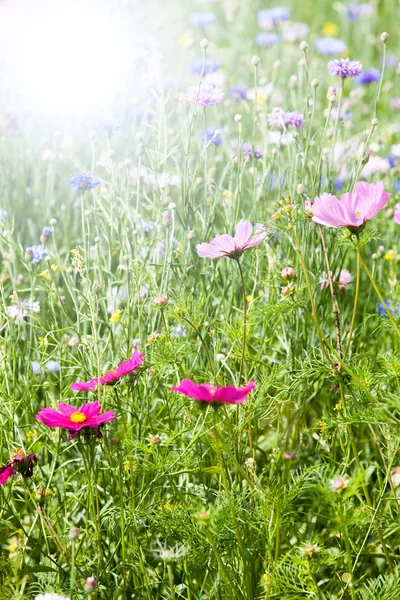 Renkli çiçek çayır — Stok fotoğraf