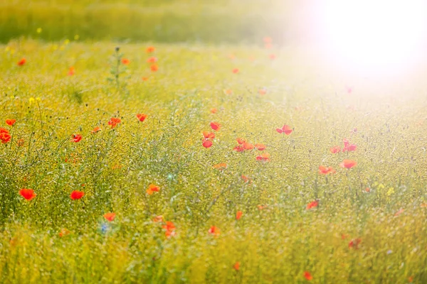 Poppies in flax  field — Stock Photo, Image