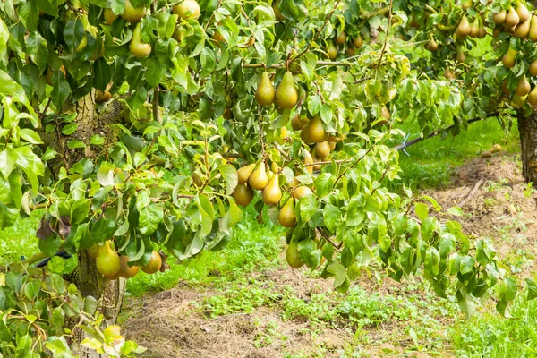 Грушеві дерева опушені з фруктами — стокове фото