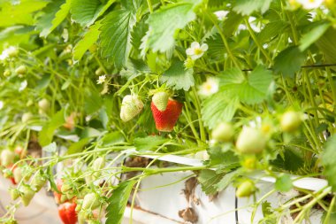 Sera çilek kültür